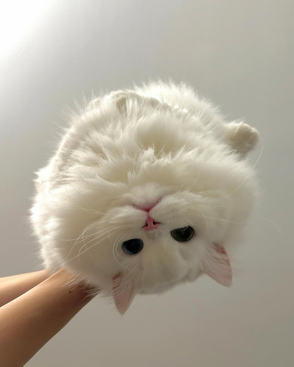 smallcutekitten's tweet image. 