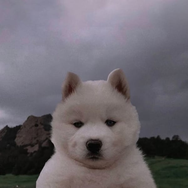 keemotrades's tweet image. Can we look back at $bob and say,

1 dog saved the trenches?

ESH4UW8cxxU2qSPW91p3ctaRrhFiHU5KYhMSciTqpump