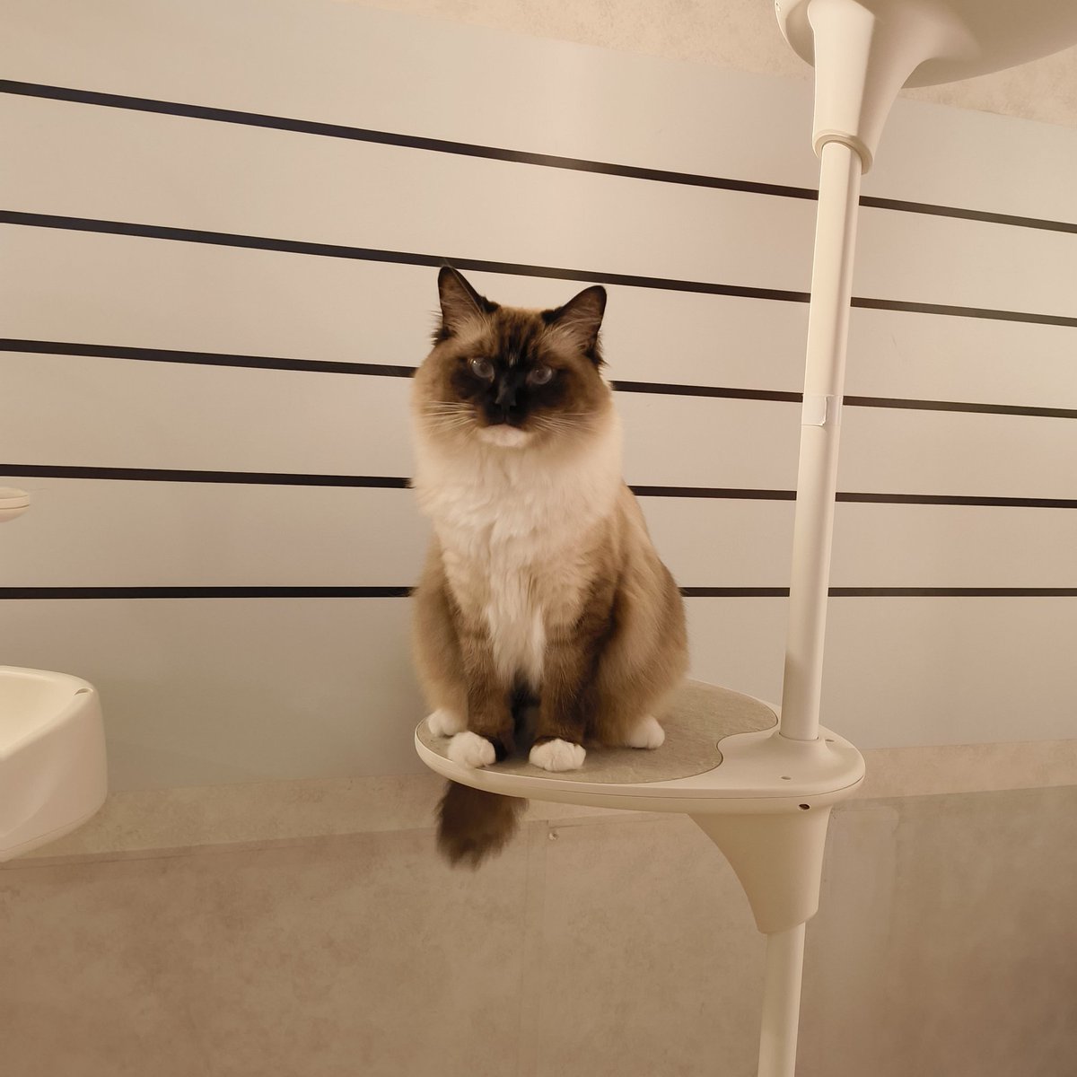 ﾈｺﾁｬﾝｶﾜｲｲ〜!!!!!!