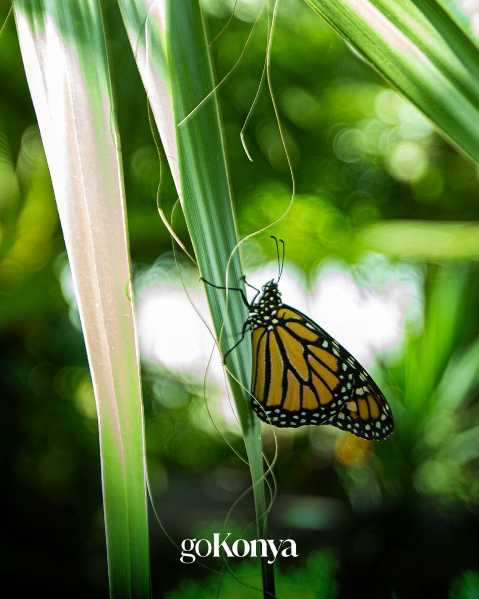 Renklerin ve doğanın büyüsünü bir arada sunan Konya Tropikal Kelebek Bahçesi’nde görsel bir şölen 🌿🦋
#GoKonya