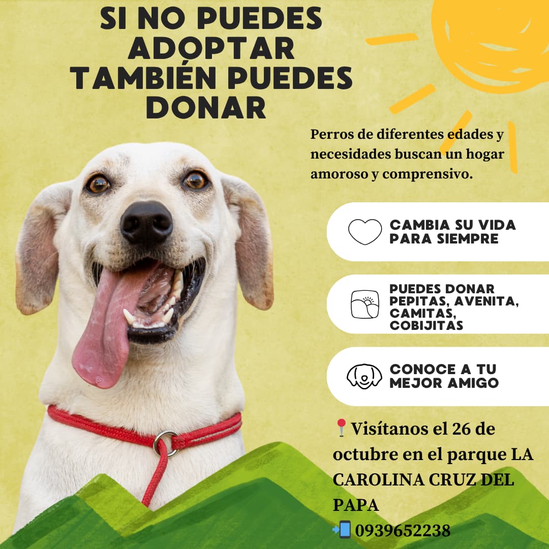 Si no puedes adoptar puedes donar ❤️🐾 los esperamos sus RT 🙏🏻cambiemos la vida de cada uno de ellos <a href="/Mariabelenfrei2/">Maria belen freire</a> <a href="/cyberexplorador/">Hugo M.</a> <a href="/MiPanaPato/">Pato Rosero. 🔥🇪🇨</a> <a href="/Alexalvz12/">Alexandra</a> <a href="/ManuSaenzVolvio/">Manu Saenz💛💛</a> <a href="/CynJV/">CJC</a>  <a href="/vnssvi28/">Vanessa V 🇪🇨</a> venderemos lagunas cositas para recaudar fondos y cubrir gastos veterinarios 🙏🏻