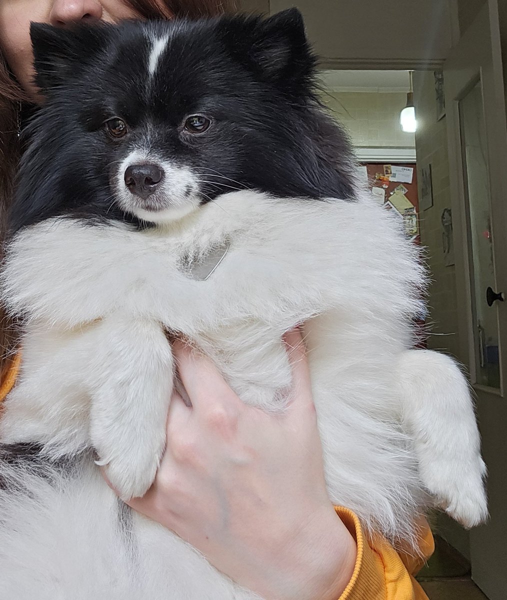 MargoApache's tweet image. Вышли гулять, Колхозница нюхает какую-то хероборину, которую если она сожрёт, даже мне плохо станет, я ей:
- Хозя, ну фу
Мимо бабуля:
- Какое имя у собачьки интересное - Хозянуфу
Итак, Хозянуфу ибн Маргаритовна, сейчас не рабыня перед тобой, падишах султан мастахабе