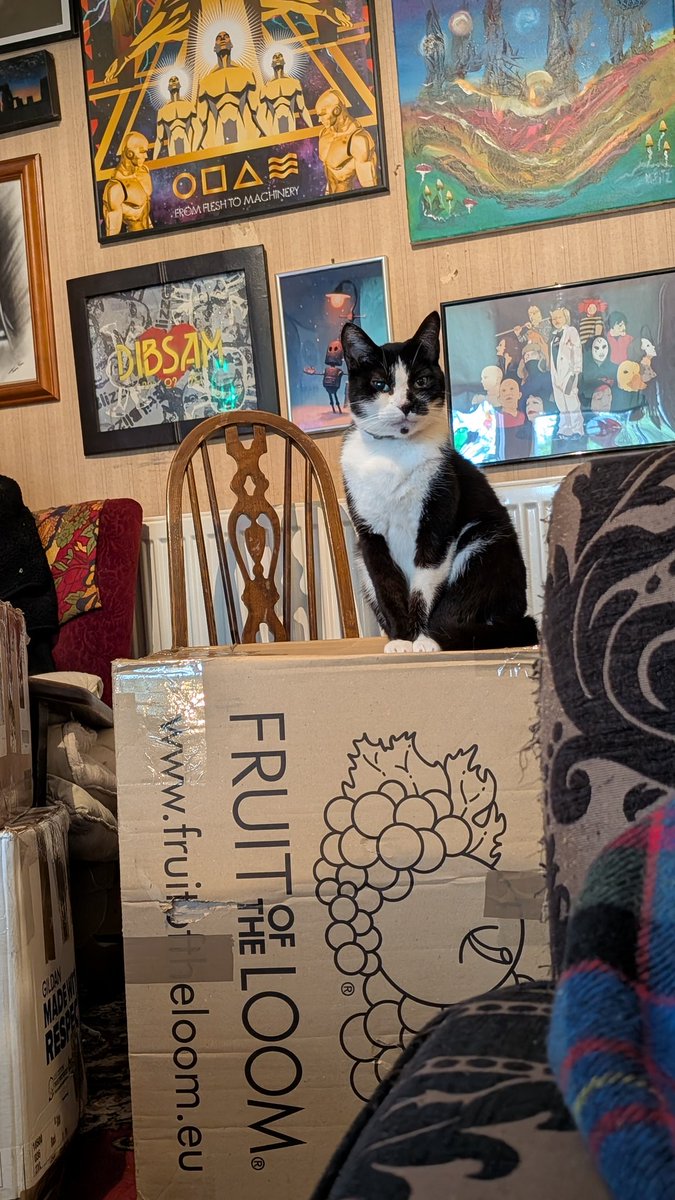 My box!

#skullcat #catsonboxes