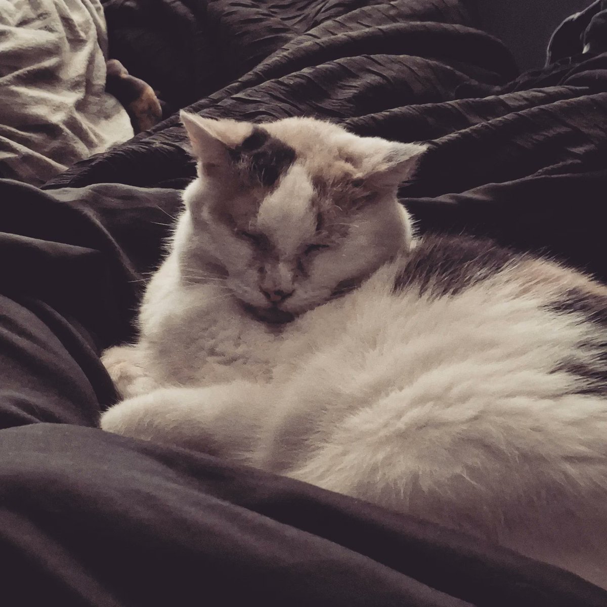 GenyaIsthe's tweet photo. This is my kitty ♡ https://t.co/rPRDc7ZJ1D