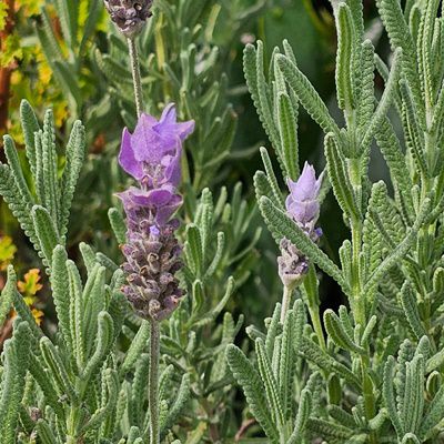 Seeds and Plants tweet media