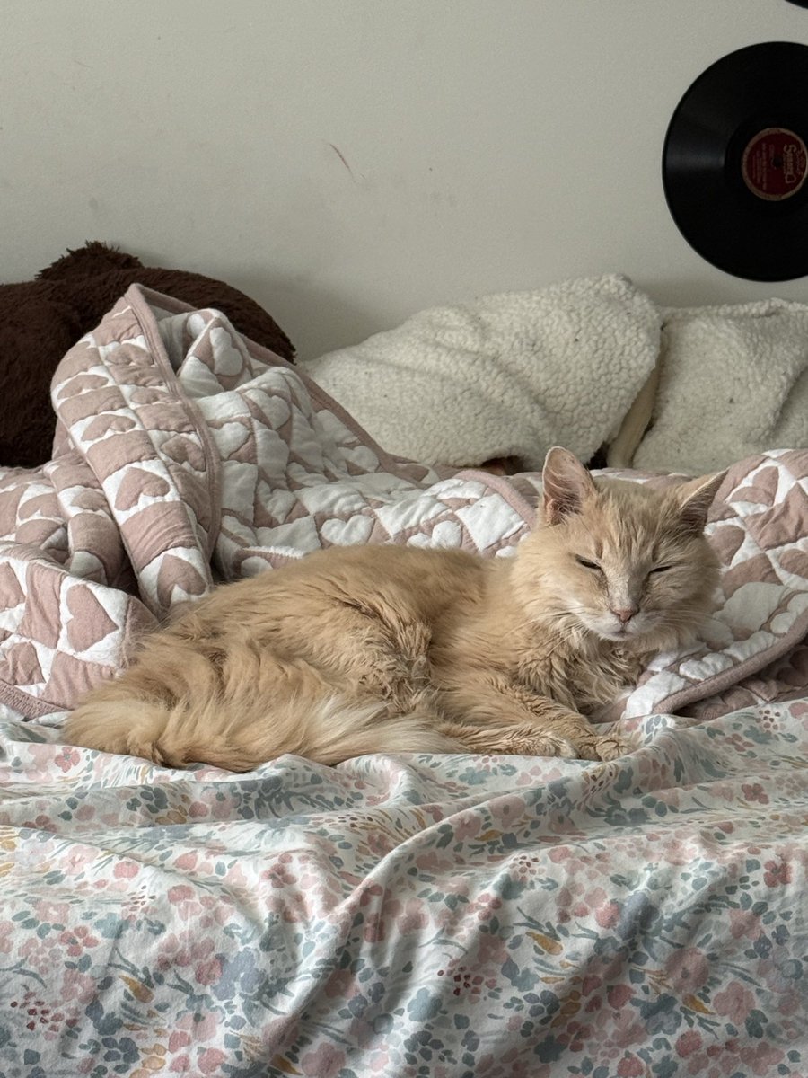 chewberts's tweet image. girl who puked on my comforter last week