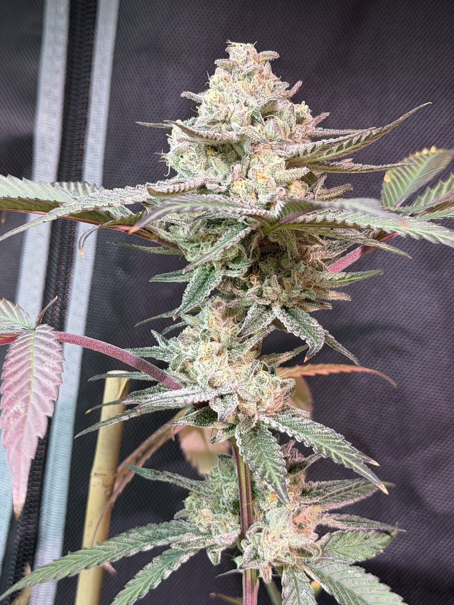 614Genetics's tweet photo. Superboof 44 days in. Not really my favorite terp profile but she sure is pretty https://t.co/pGfv2KZSCR