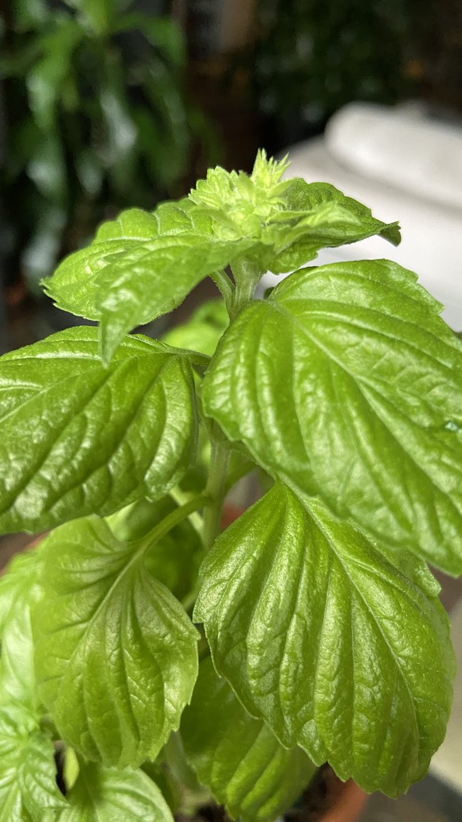 My basil is flowering. 🌿

#houseplants