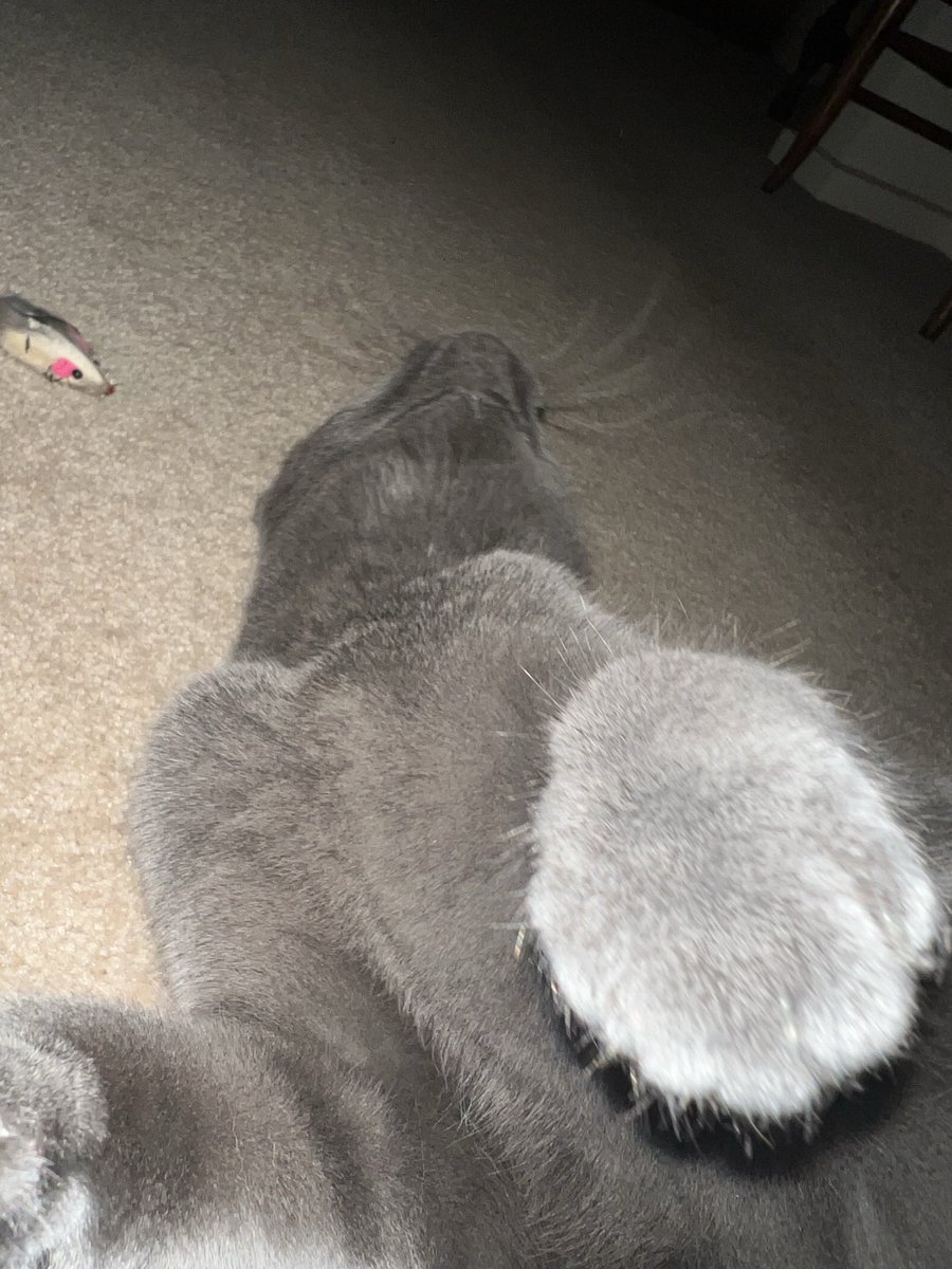 stuffymint's tweet image. Kiss the paw? (!!)