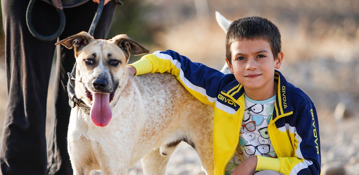 #LIRIO
Este jovencito rescatado de una parcela donde lo tenían atado sin comida ni agua , ha resultado ser amigable, simpático y agradecido .
Es bueno con niños 
Quieres ser su familia ?
adopcion.lasanimal@gmail.com