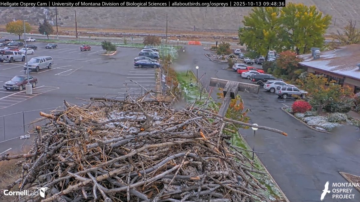 HellgateOsprey's tweet photo. 09:48, 10/13   How the world looks as we begin our wait.  Of course we started our wait as soon as Iris and NG left, didn't we!!!   Hope all is well with the #chows!   #HellgateOsprey https://t.co/Ywm9pjFfck