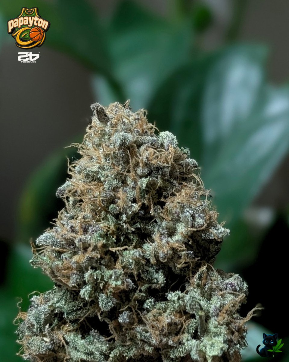 Papayton

🌱 Genetics by <a href="/Fast_Buds/">Fast Buds</a> —use code FATTYB for a 15% discount!
💧 Nutrients by <a href="/successnutrient/">Success Nutrients</a>
🪴 Medium by <a href="/promix_cannabis/">PRO-MIX® Growers Global</a>
👩‍🌾 Grown by <a href="/fatnastyz_Budz/">Fatnastyz Budz</a>
✂️ Defoliated by Guy
<a href="/perfect_gardens/">Green Joint Ventures</a>

📖 Watch the full grow on <a href="/grow_diaries/">grow.diaries</a> at:
👉 growdiaries.com/diaries/277471…