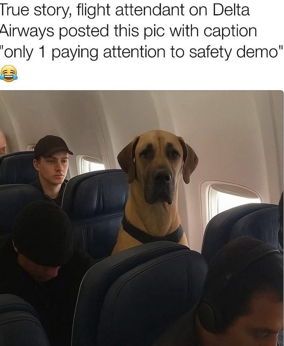 dog.com (@dogproduct) on Twitter photo 