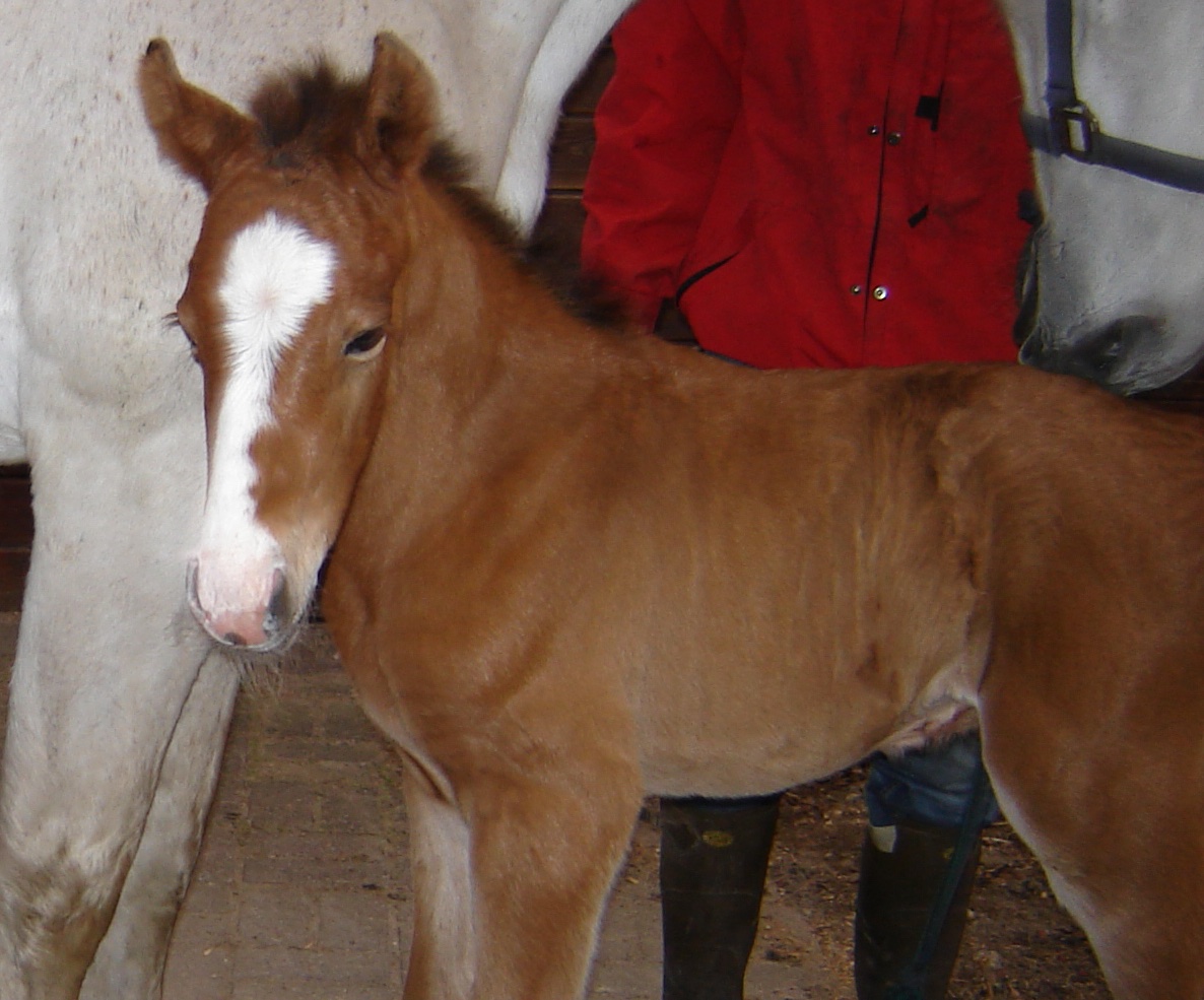 A captivating story about destiny and defying the odds — Adriana Van Tilburg dives into the journey of Hello Jefferson, the horse winner of the CPKC ‘International’ 2025 presented by Rolex. 

Link to the article : zurl.co/qlIqJ

#RolexGrandSlam #CPKC #SpruceMeadows