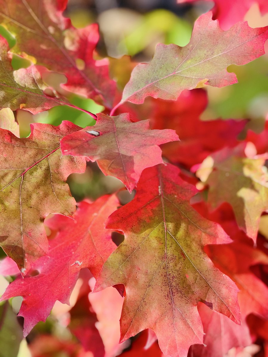 MyGoalTeam's tweet image. Zum Beine ausschütteln und ein paar schöne Herbstmomente einfangen #runningmotivation #nevernotrunning #herbst