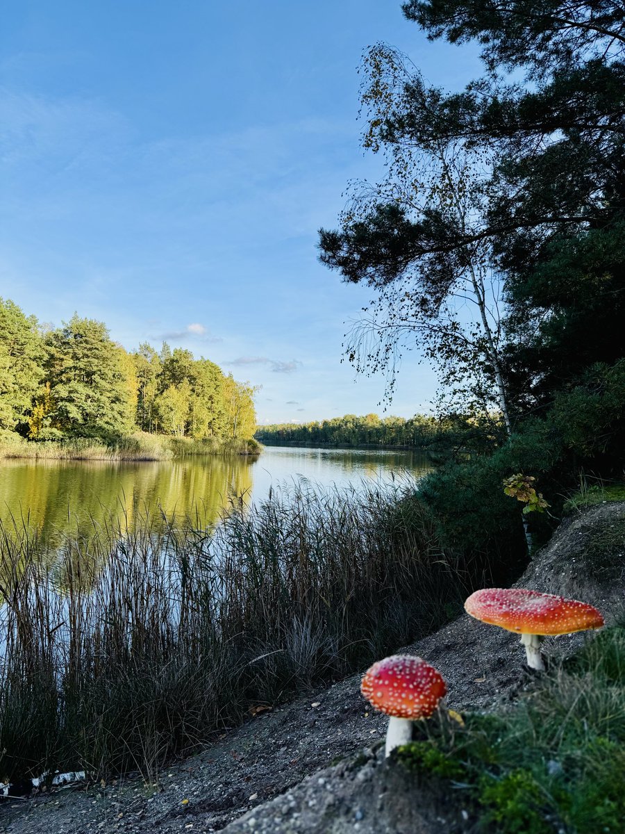 MyGoalTeam's tweet image. Zum Beine ausschütteln und ein paar schöne Herbstmomente einfangen #runningmotivation #nevernotrunning #herbst