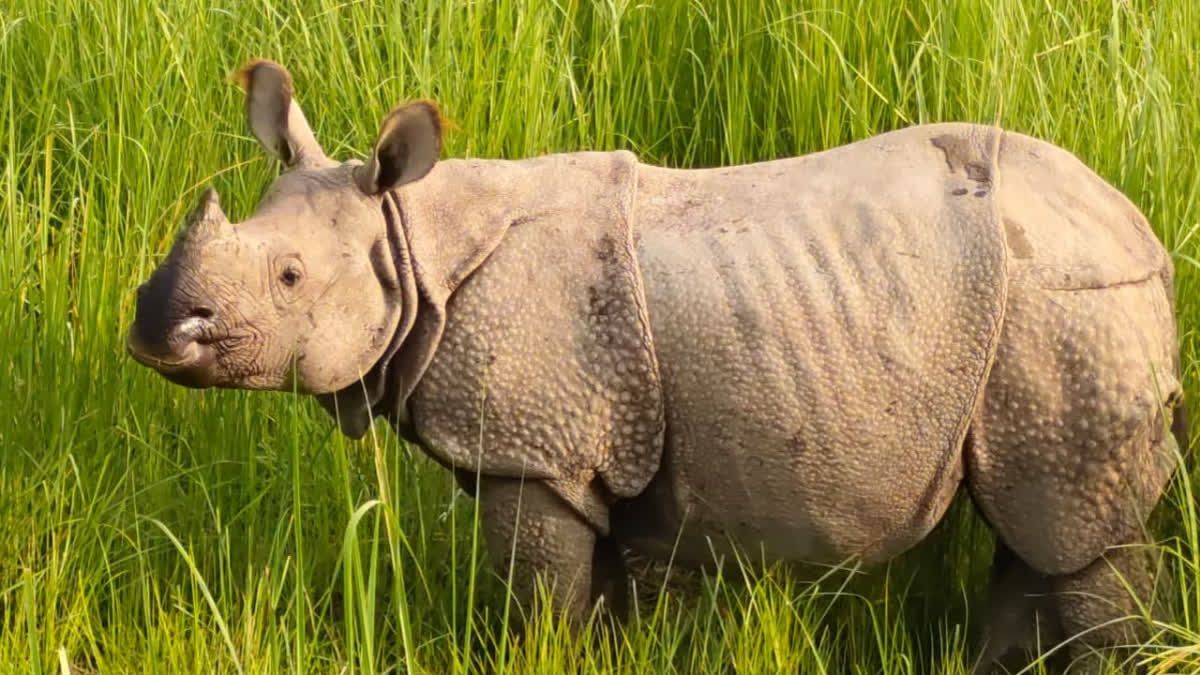 savetherhino's tweet photo. Six more rhinos to be released in the wild at Dudhwa Tiger Reserve, boosting wildlife tourism in Uttar Pradesh https://t.co/3S8RlNg02N https://t.co/wjkr8cJgGv
