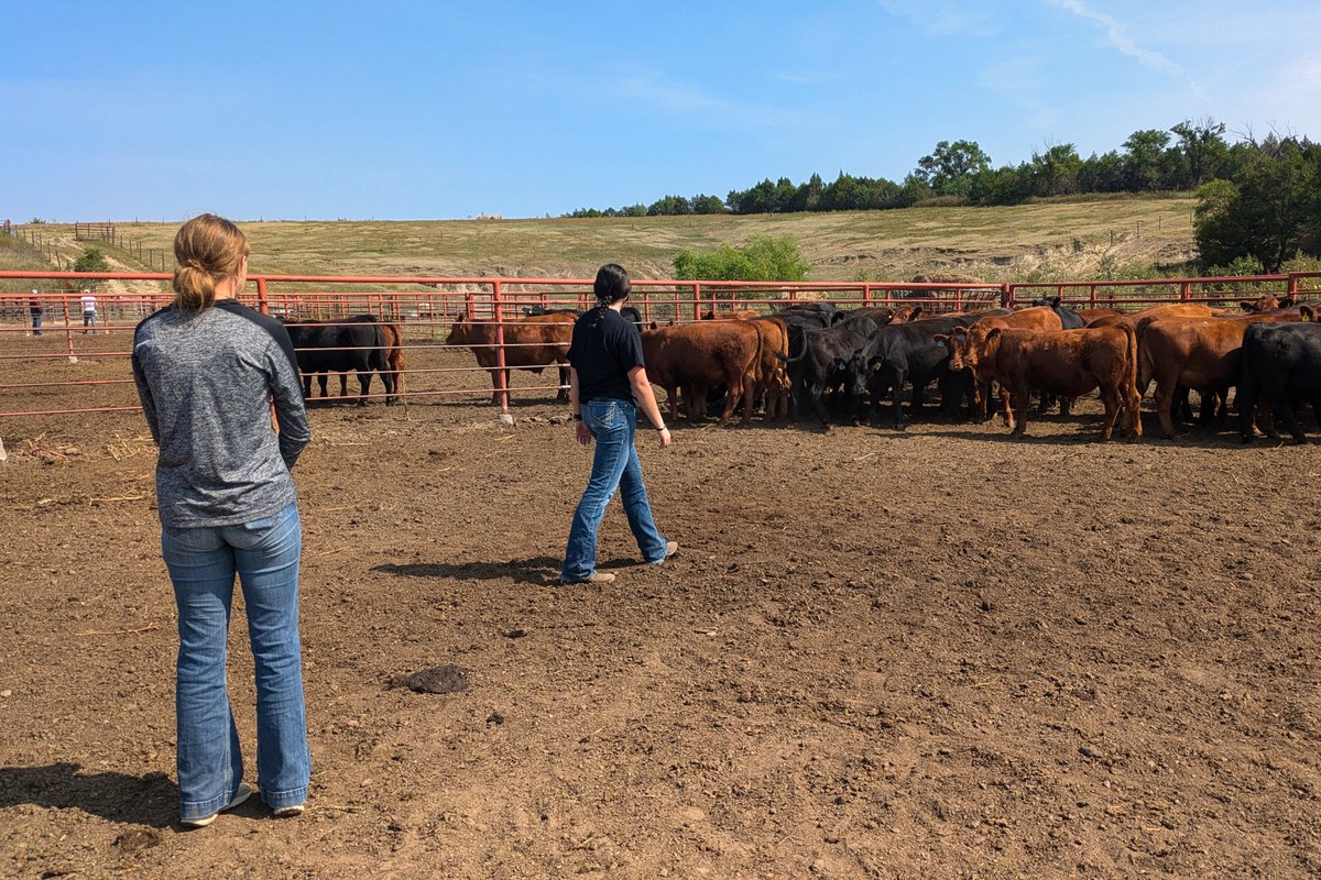 Nebraska College of Technical Agriculture invites you to a 3-day Stockmanship Clinic, Oct 24-26. The weekend will feature Dr. Tom Noffsinger,  DVM, and Ted Howard, PAC Feedlot Horsemanship Instructor. More info at beef.unl.edu/news/hands-sto…