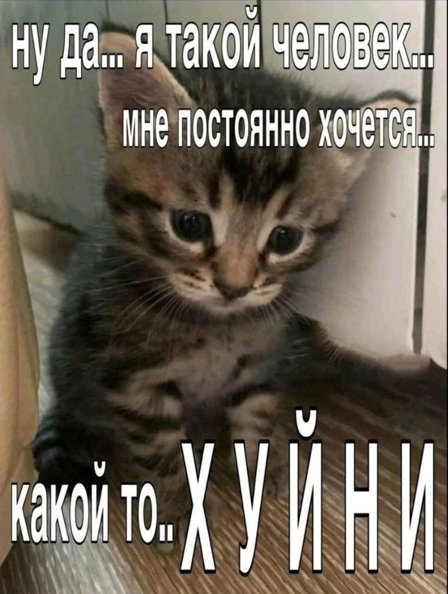 cats, i love cats (@catsilcats) on Twitter photo 