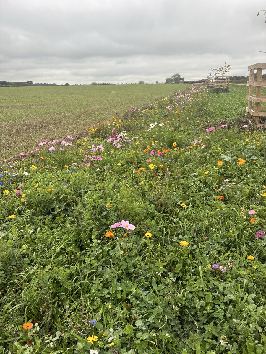 danieljack1991's tweet image. Lots of activity from the birds and bees in this flower margin alongside the winter barley 🐝 IPM for BYDV threat 🪲 🤞🌻🪻#workingwithnature