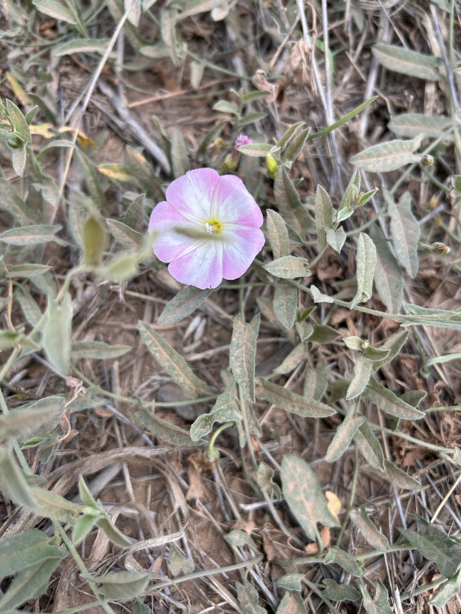 Had to stop on my recent ride for minor repairs and saw these wildflowers. Very cool.