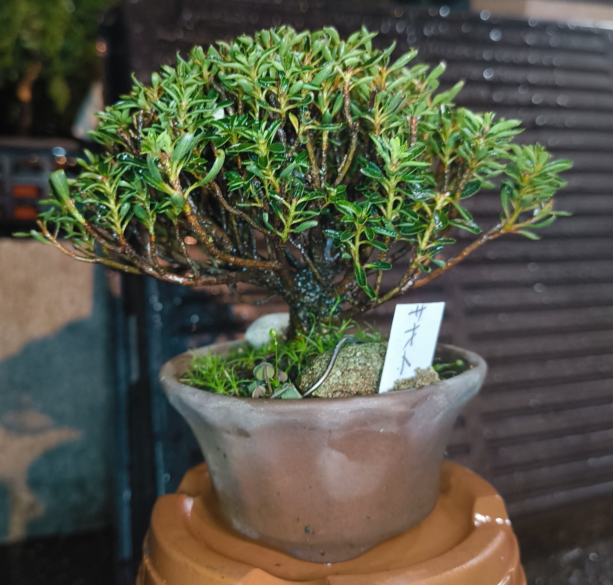 ゴートスカル盆栽 Part 2! [Wrap wire around juniper and adjust the shape