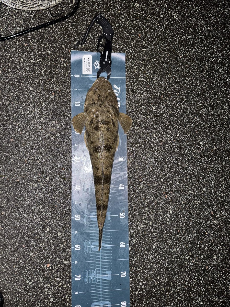 nwzktmBot's tweet image. 3年ぶりに佐渡ビッグゲームFishRankerカップに参加しました！結果はフラットフィッシュ賞を受賞🎣
朝マズメは寝坊してしまったので、次回の参加では青物も狙い、総合部門で入賞できるよう頑張りたいです！
#佐渡ビッグゲーム
#FishRanker
#フィッシュランカー