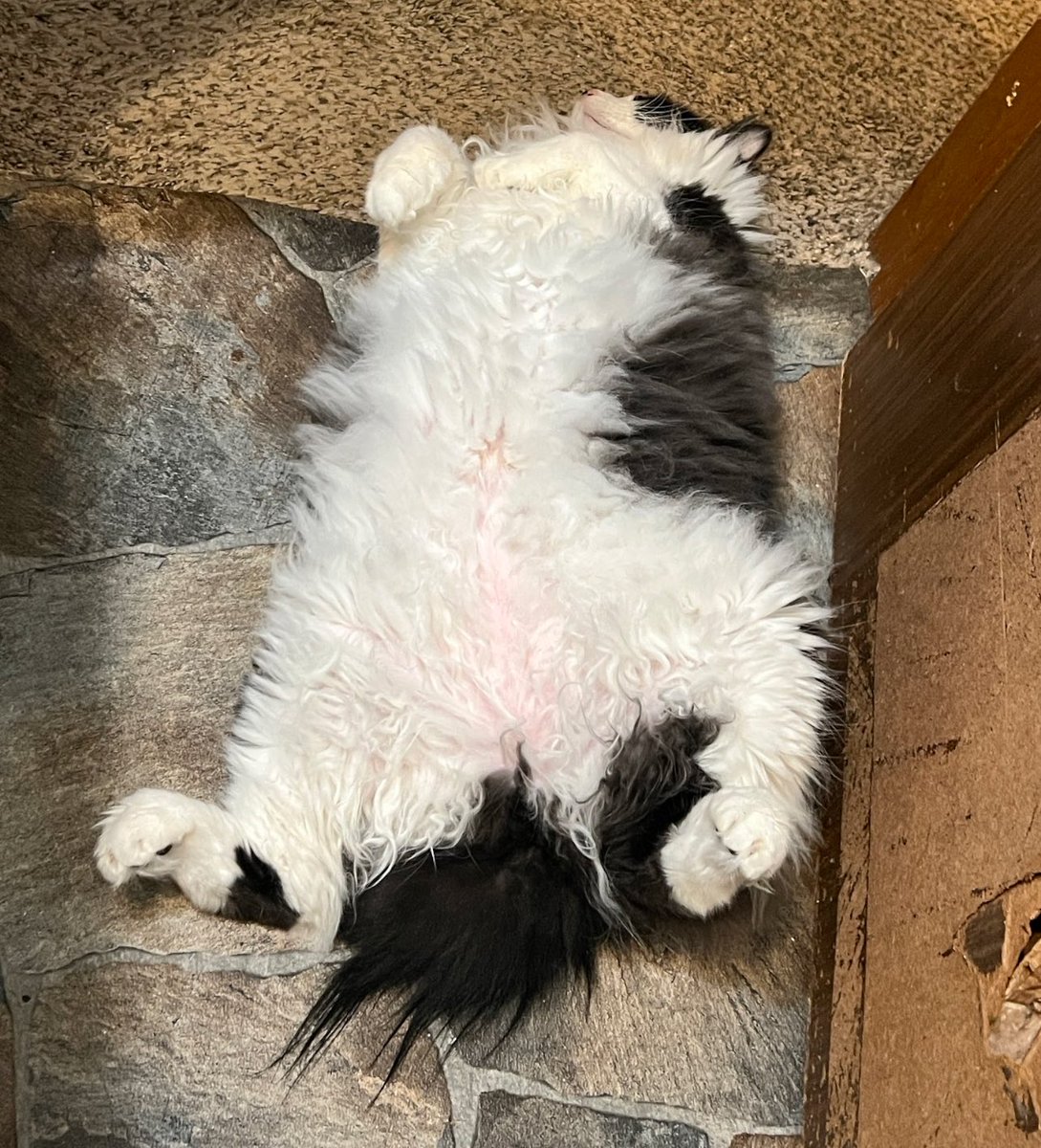 walkupkitties's tweet image. someone BIG is coming home from their haircut mayor-cutโฆ
