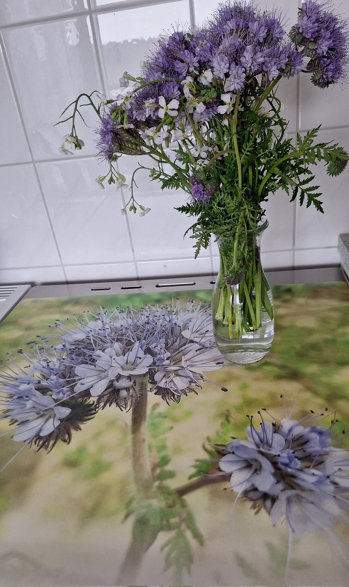 'n boeketje vers geplukte, heerlijk ruikende phacelia op het inductie beschermmatje met eigen afbeelding van de phacelia 💜