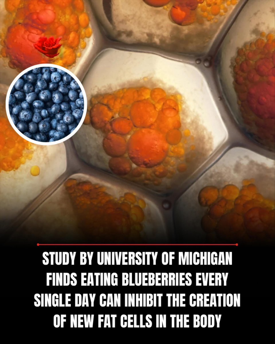 Balanced Physician Care (@bpcjax) on Twitter photo Tiny but mighty, #blueberries are rich in health benefits. Raw, fresh and organic blueberries are the best way to go, antioxidants can be harmed by heat. Tiny but mighty, #blueberries are rich in health benefits. Raw, fresh and organic blueberries are the best way to go, antioxidants can be harmed by heat.