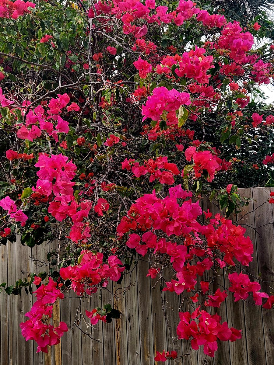 sunflow15685280's tweet image. Finally taking myself out for a walk. My body was starting to atrophy 😬😅🌻