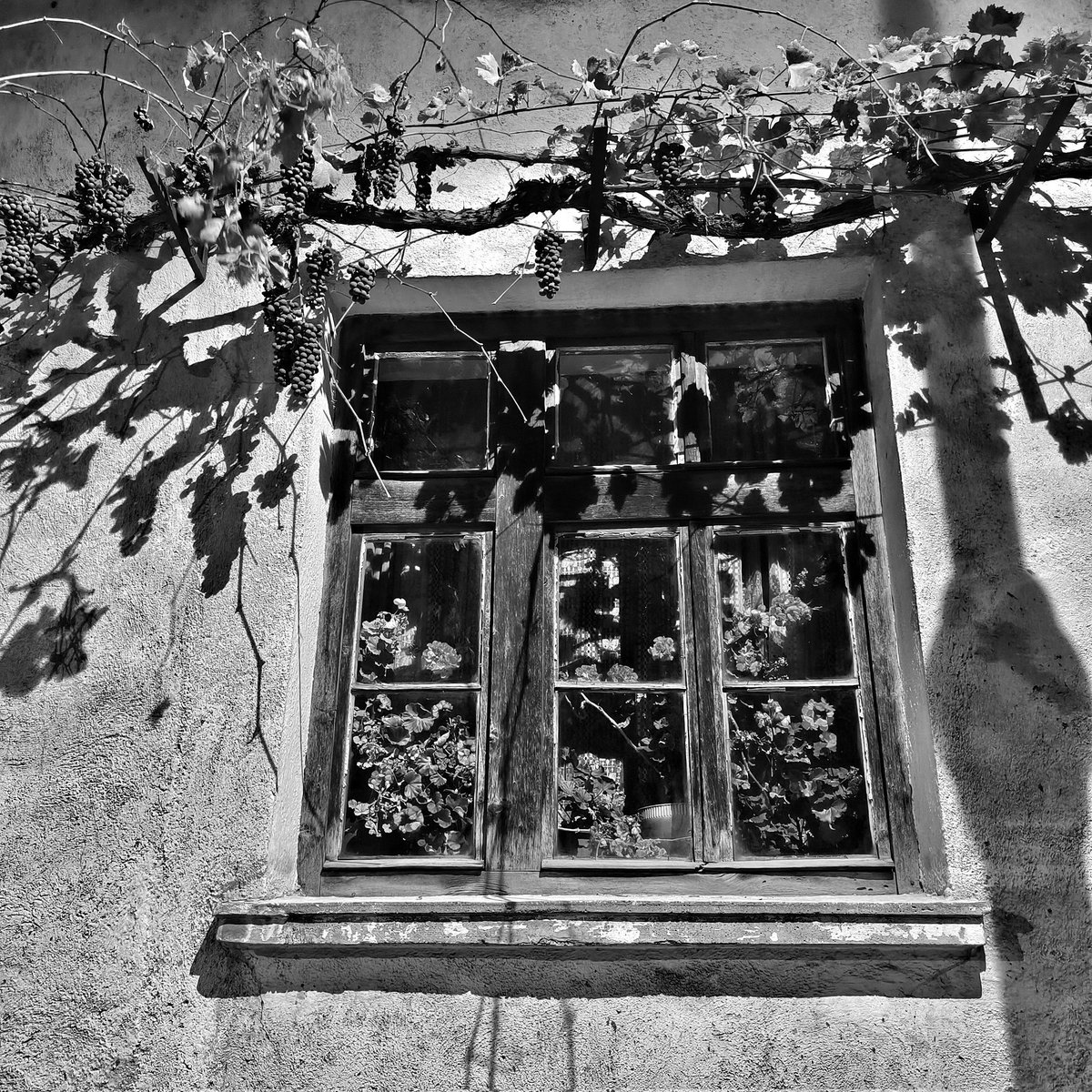 בחלון עתיק
דממה עוטפת.
ענבים תלויים,
צליל עלים
על קיר ישן נחים.
פרחים מאחורי
זכוכית מעטרים,
מחשבות נישאים.