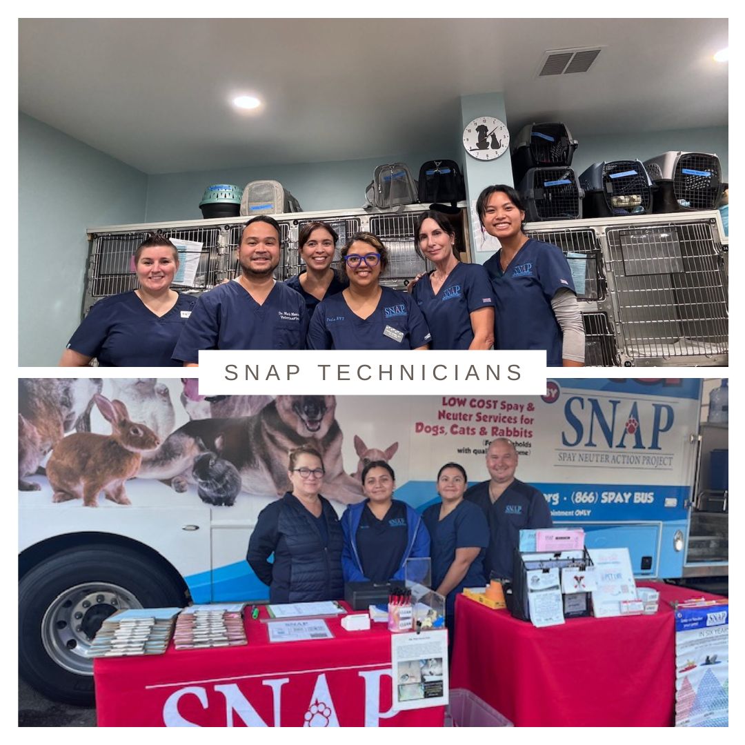 SNAPspayneuter's tweet image. ✨ It’s National Veterinary Technician Week! ✨

This week, we’re celebrating the incredible contributions of veterinary technicians — the compassionate, skilled professionals who make animal care possible. 💙

#VetTechWeek
#SNAPSanDiego
#VetTechsRock