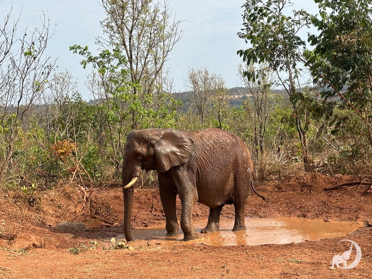 GlobalElephants's tweet photo. Today, we wanted to share some thoughts from caregiver Michele, who spent the majority of her time with Pupy and Kenya. She has a unique perspective on Pupy’s life and is processing the loss in a way that only someone who saw Pupy every day can do. https://t.co/nwvFOuuMbX https://t.co/JGlEZaL3Gt