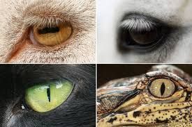 Zebras have roundy eyes by the side of the head so they can see wide and spot predators

Leopards have straight eyes forefront - so they can see narrow and lock prey

You are what you see!

Else, how can you explain how we all share the same pinterest but make different stuff