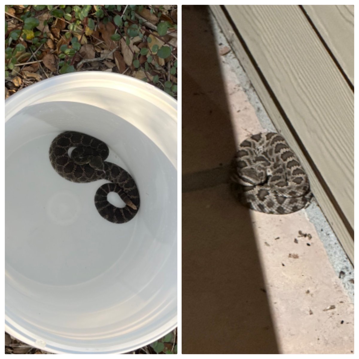 Two more rattlesnakes rescued from Santa Barbara neighborhoods yesterday!