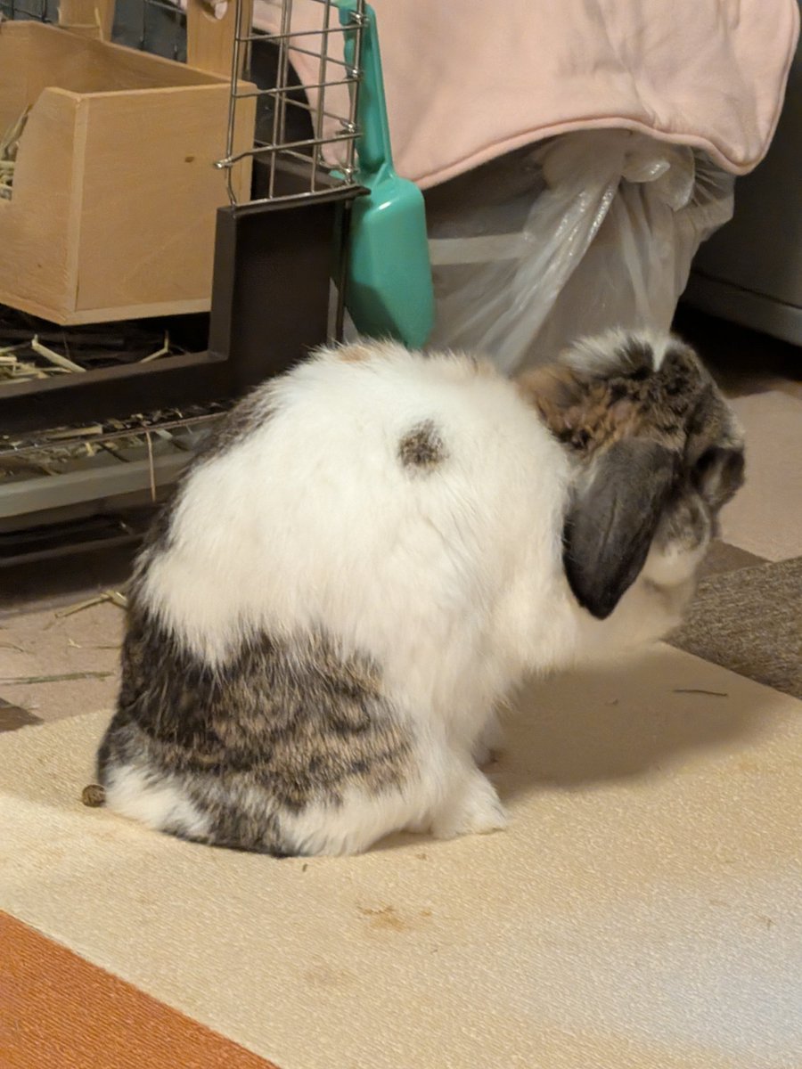 ももうさぎページ もも♀🍑@うさぎパパ (@momorabbit21) / Posts / X