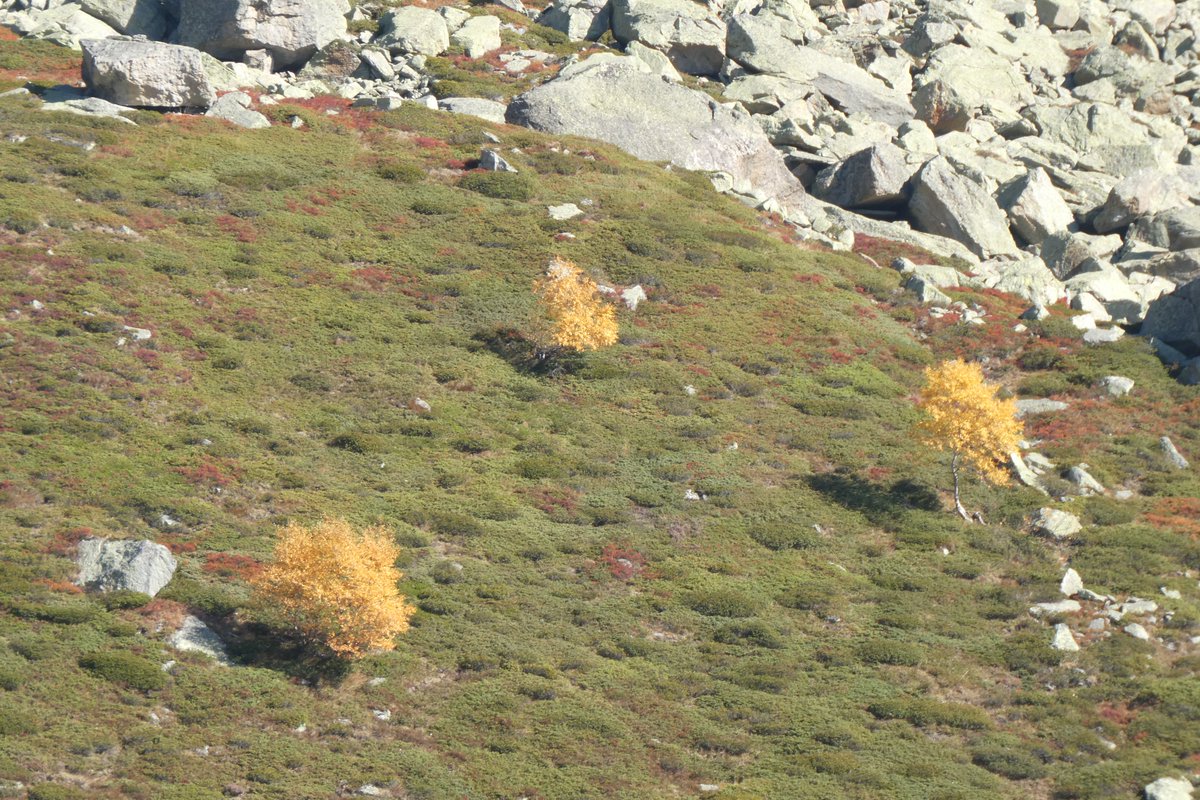 Beppeley's tweet image. Sono specie pioniere. Sono #betulle. Qui a circa 2200 - 2300 metri (!) sul versante a solatio della Val Grande di Lanzo.

Noi da qui non ce ne andiamo. Abbiamo trovato un habitat ideale e prepariamo il terreno per altre specie.

Cambiamenti sulle #Alpi.
#VallidiLanzo #AlpiGraie