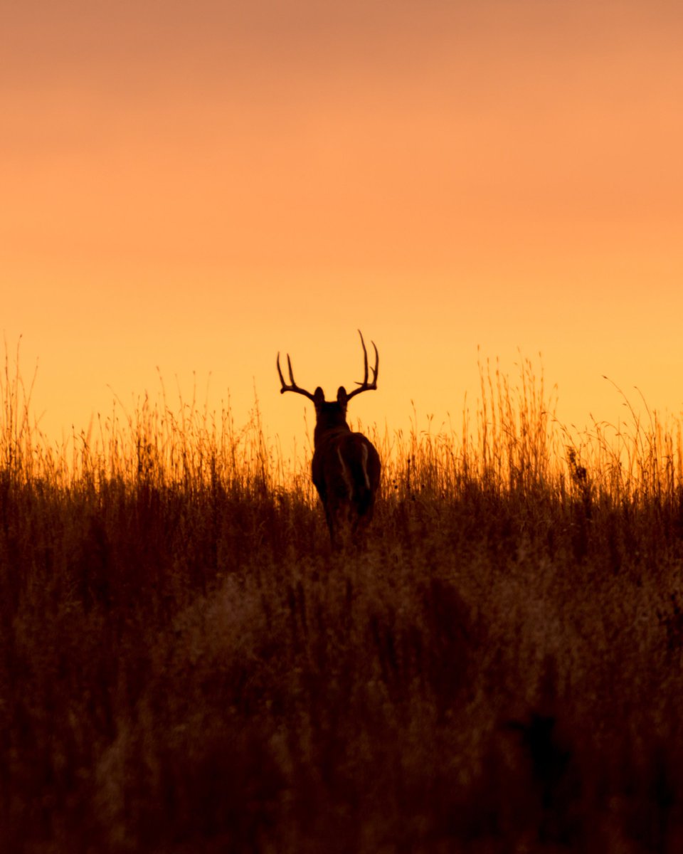 huntbirddog's tweet image. Take your season to the next level.

Enter @firstlitehunt Whitetail Giveaway — over $22K in prizes, including a guided West Texas hunt for free-range trophy whitetail, waterfowl, hogs &amp;amp; quail

Enter now → firstlite.com/pages/first-li…

#FirstLite #Giveaway #TexasHunting #HuntingSeason