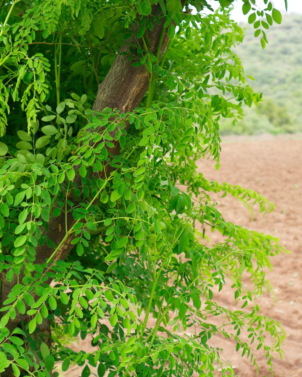 Food Plant Solutions tweet media