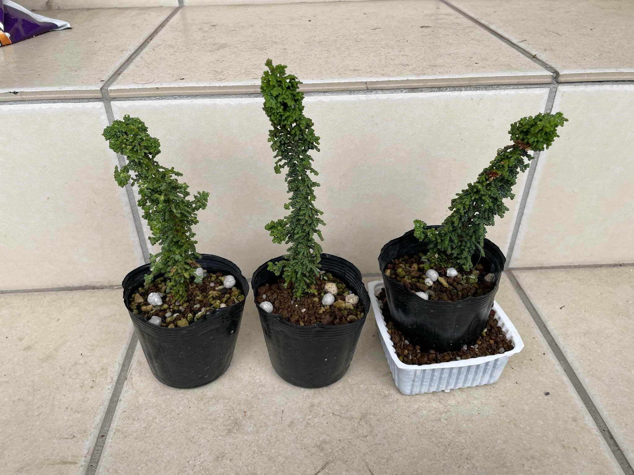 石化檜挿木苗(15本) 石化檜挿木苗(15本) 楽天市場】石化檜（花・ガーデン・DIY）の通販