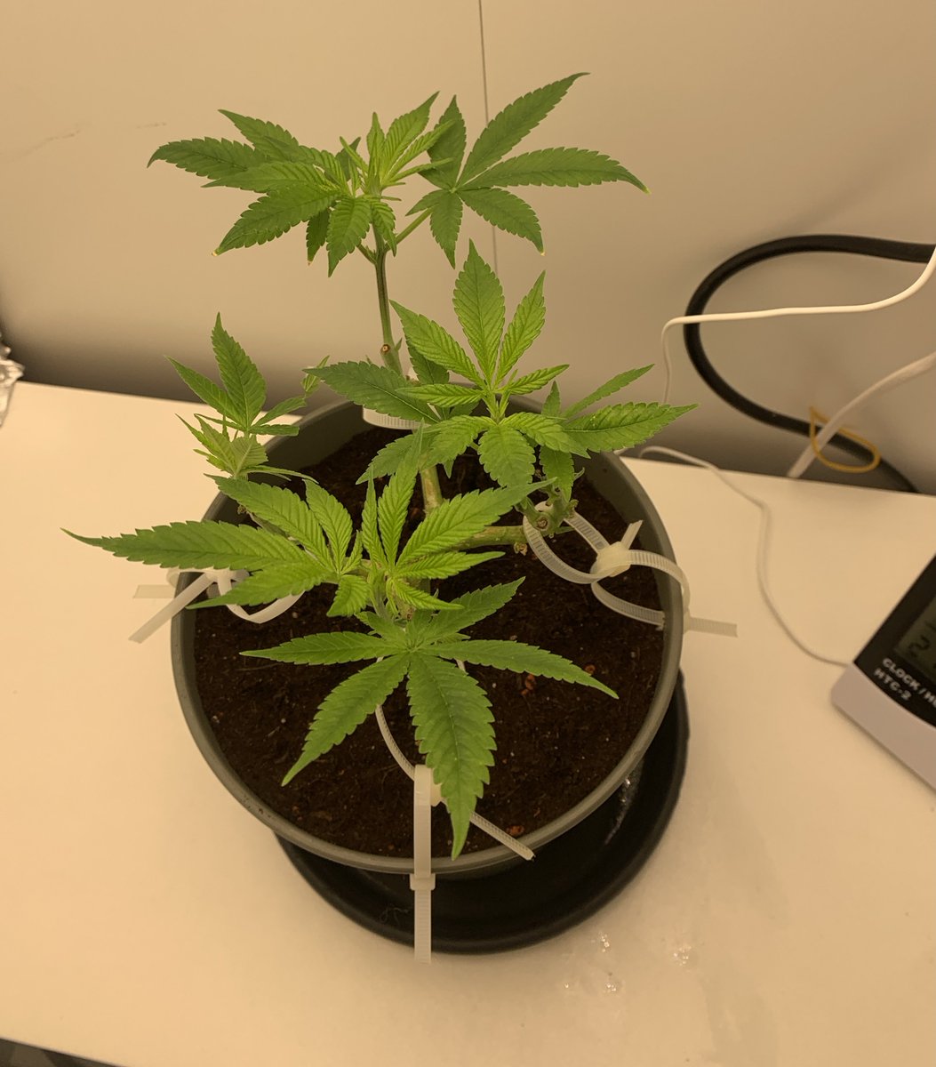 real_blink2x's tweet image. it was about time to give her a bigger home 😮💨
