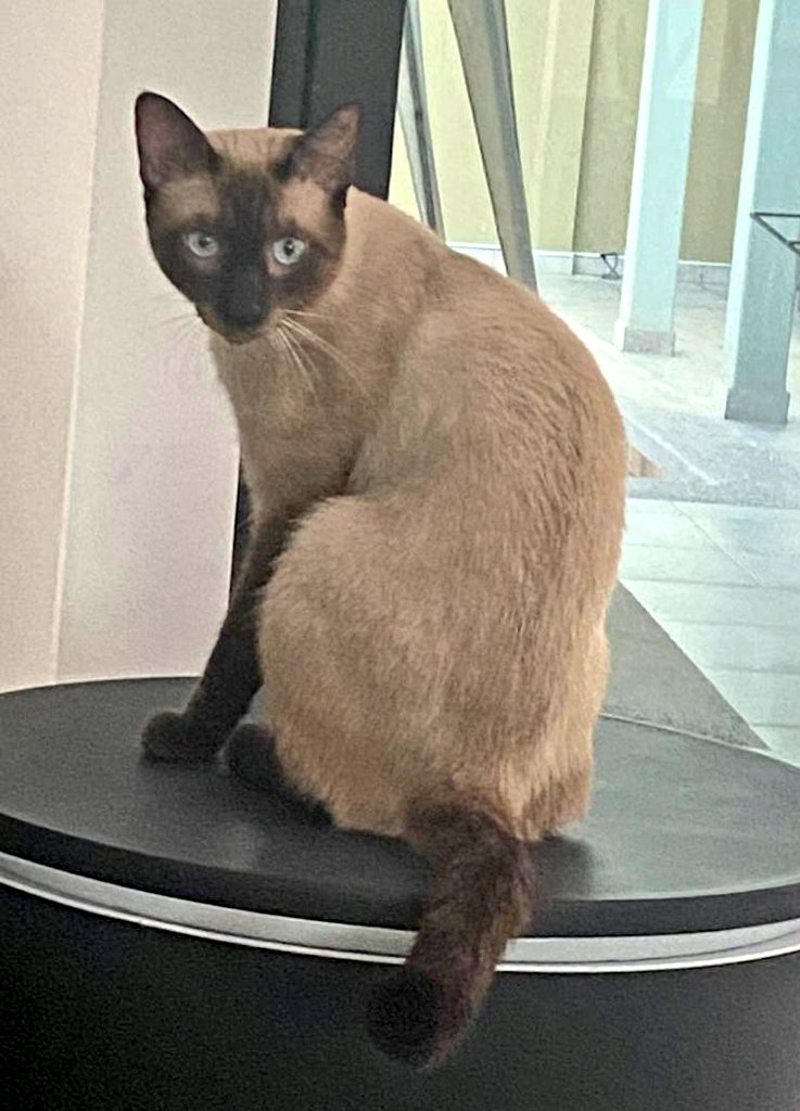 AlertaMePerdi's tweet photo. #PERDIDO #GUAYAQUIL
Nombre: #MANICHO
Fecha: 08/10/25
Sector: Norte, Mucho Lote 2
Sexo: Macho
Raza: Siamés
Obsv.: Ojos azules, pelaje beige con manchas negras, esterilizado
Contacto: 0985085455
¡Ayúdalo a volver con su familia!
#AlertaMePerdí https://t.co/E3pxNvjNoq