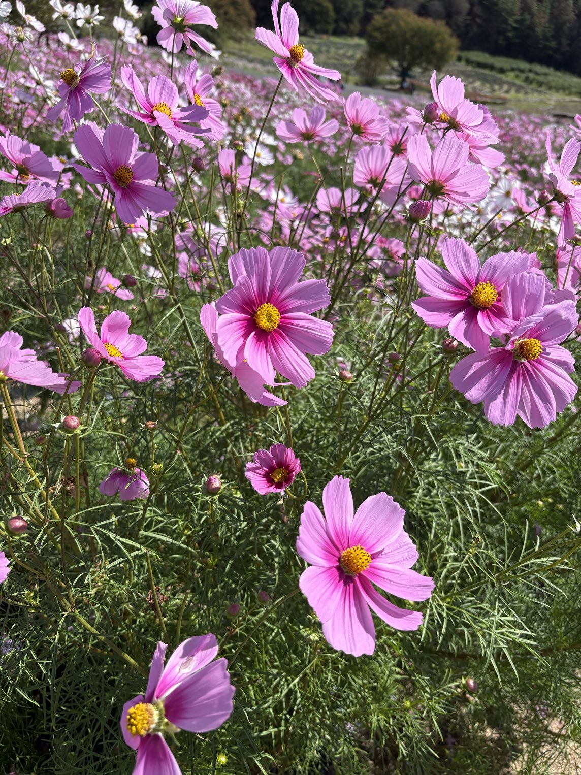 コスモスです❗️❗️❗️ みーちゃん on X: 