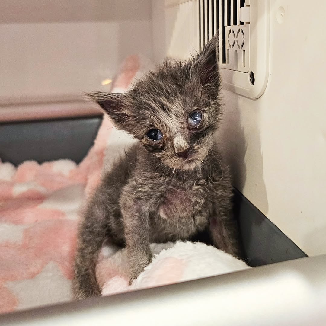 Mother Cat Rescue tweet media