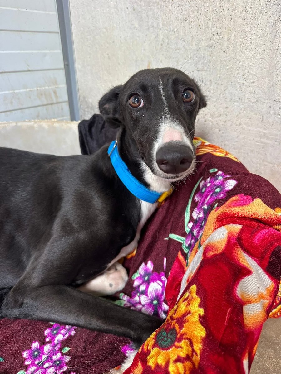 GalgosdelSol's tweet image. Another new arrival. Given up by a Galguero she’s frightened and doesn’t know what she did wrong.
She doesn’t have a name so let’s give her one to start the rest of her life. It will get better now.
What do you think? 😍🙏🏻