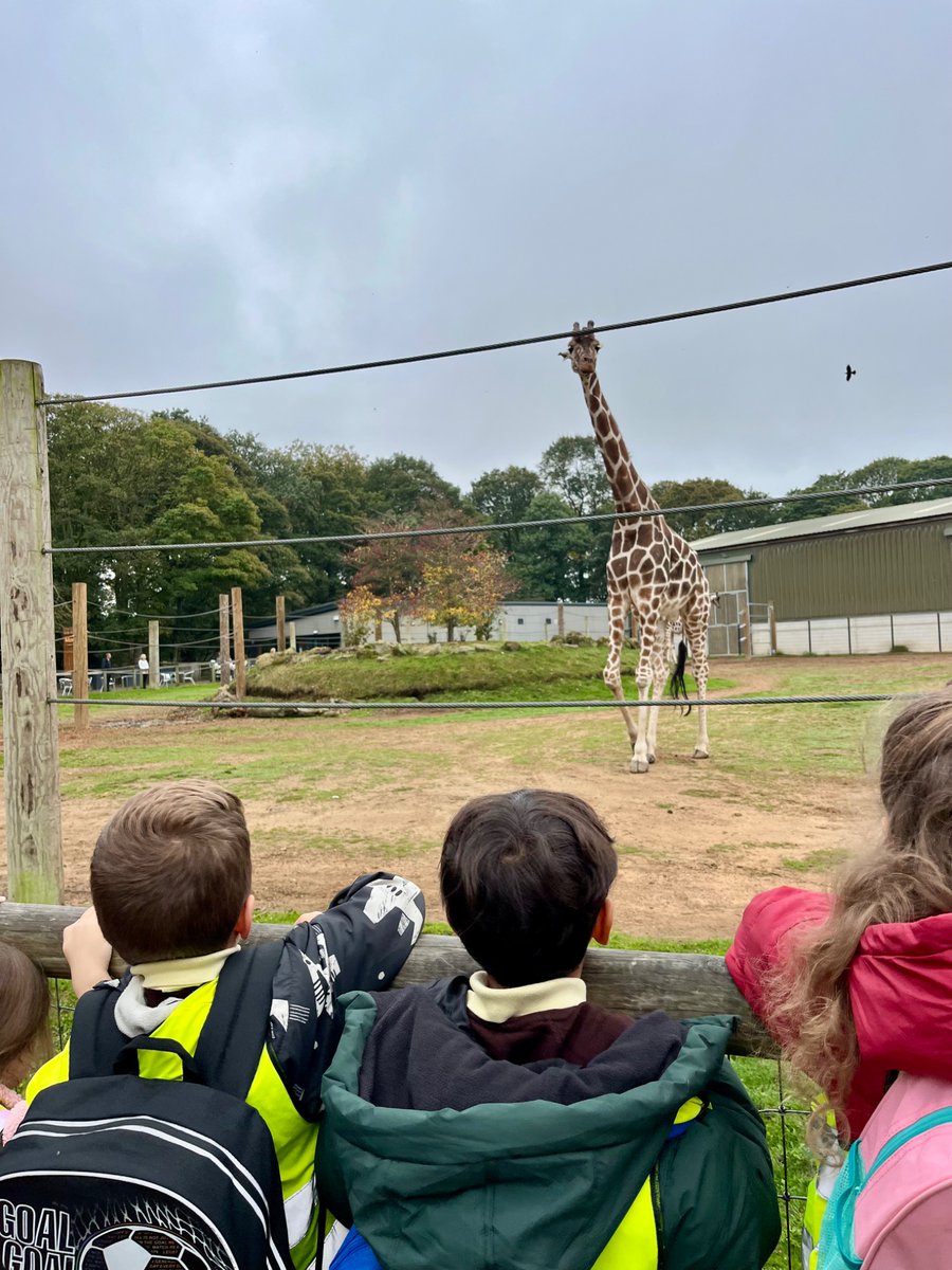 EastfieldPSHull's tweet image. 1HR had a fantastic time at Yorkshire Wildlife Park today! 🐾 🦁🦓 We explored amazing animals and learned all about different animal groups – from mammals to reptiles! #epsscience