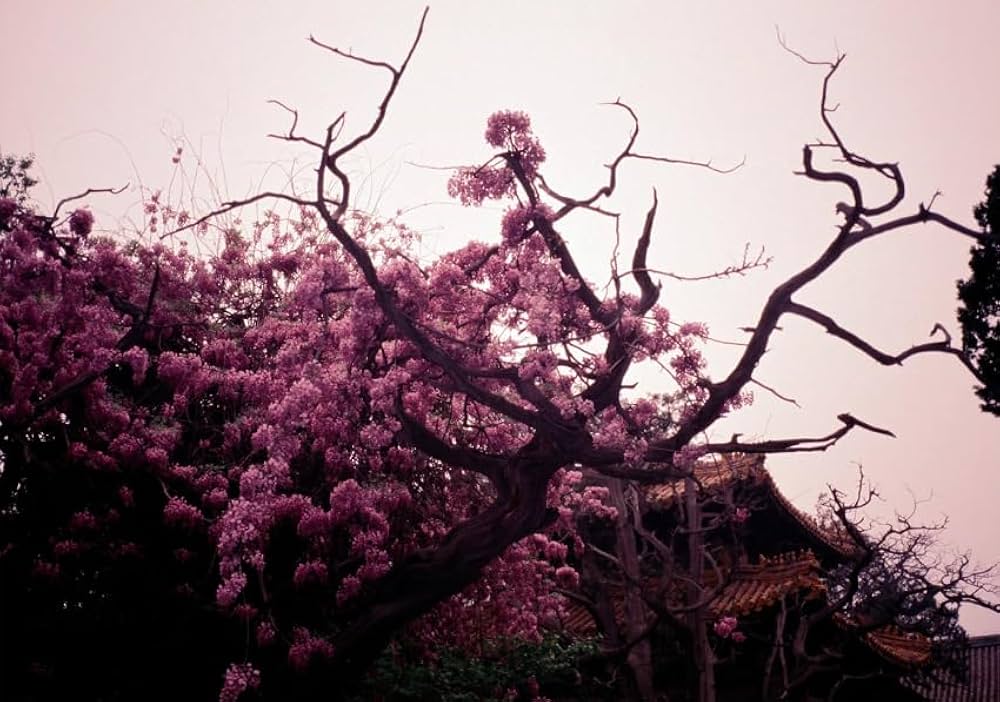 Murat_add2's tweet photo. Wing Shya
From the book Solace
#wingshya #photography https://t.co/RdTqLqxgQi