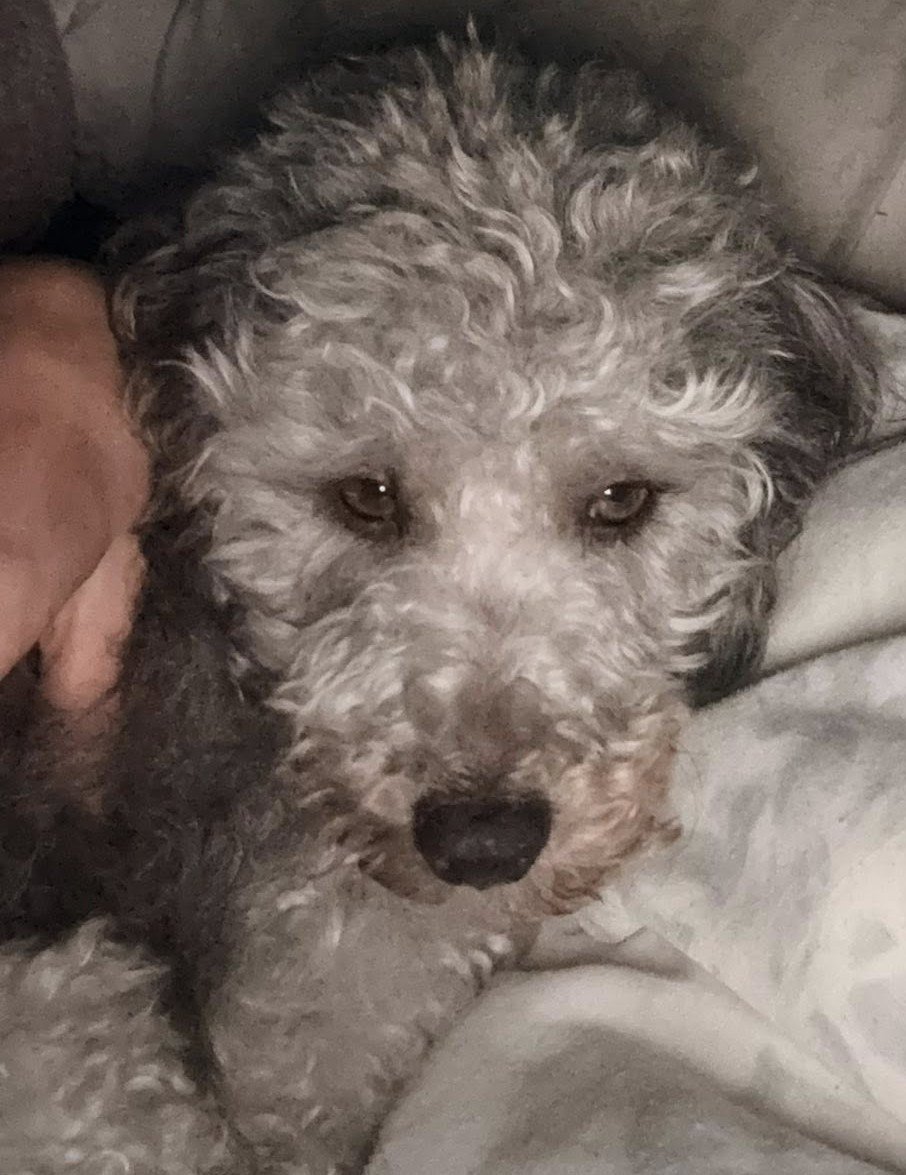 millypod1's tweet photo. ALBIE HOME SAFE. THANKS FOR RT's 😊🐕🐾

🆘11 OCT 2025 #Lost Albie #ScanMe
Poodle Miniature Male 
#Tuffey #Gloucester #Gloucestershire #GL4 
Very timid &amp; frightened, recently rehomed. https://t.co/XDiWJmslkb https://t.co/kcNTQYHPuG