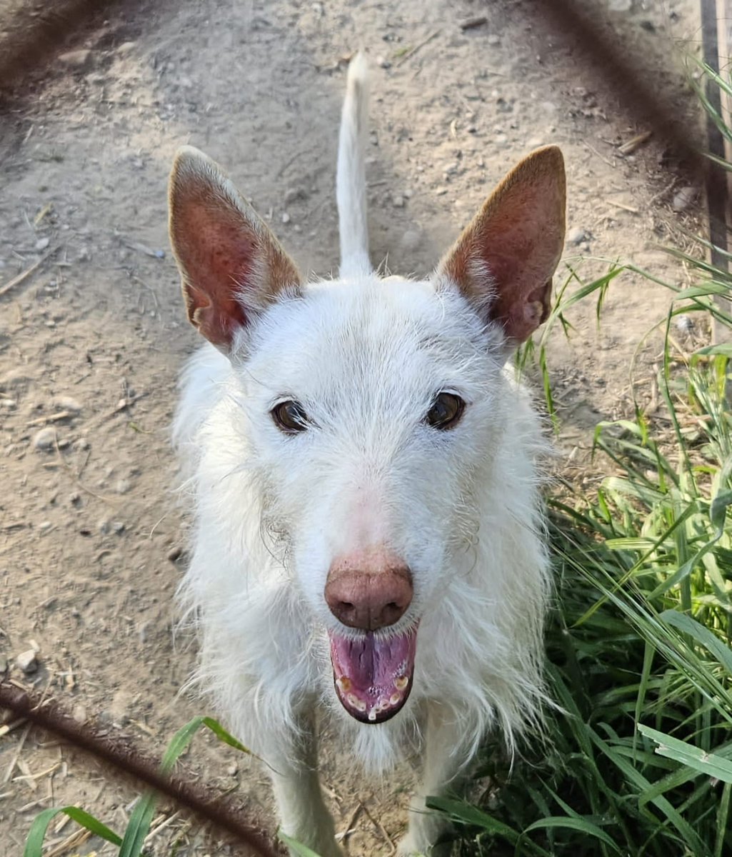 🥰 LUCKY EN ADOPCIÓ 

El Lucky és aquest podenquet tan eixerit. És gran d'edat però té encara molta energia així que seria un company ideal de caminades 
Ja fa molt temps que és amb nosaltres i necessita una família que se l'estimi molt!